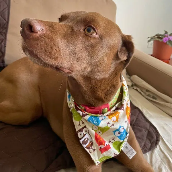 Zumi, huésped de Llana